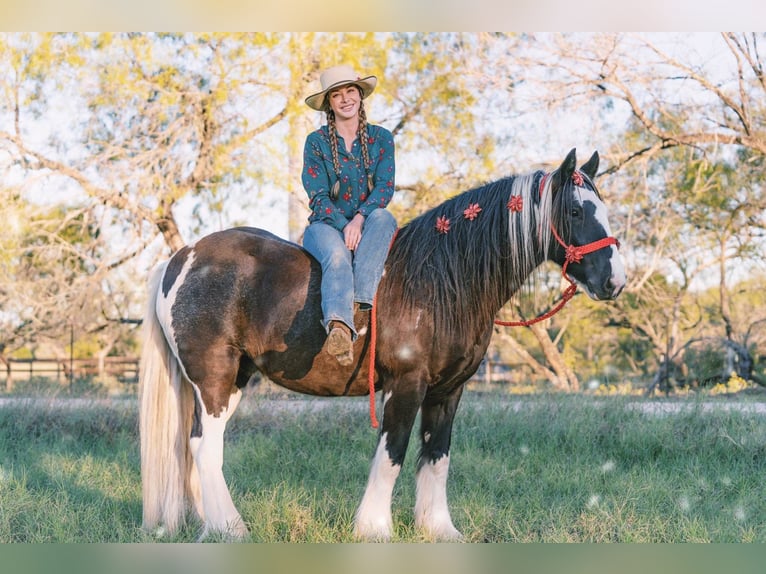 Cob Irlandese / Tinker / Gypsy Vanner Castrone 13 Anni 145 cm Tobiano-tutti i colori in San Antonio TX