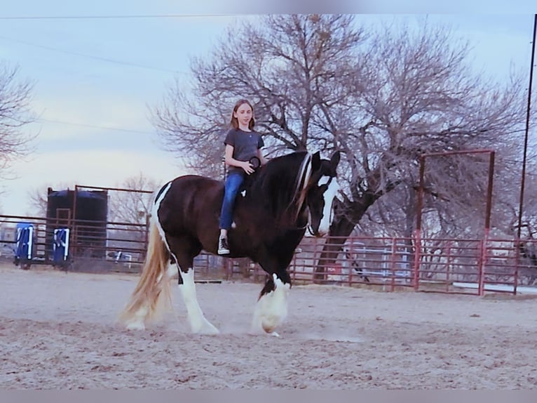 Cob Irlandese / Tinker / Gypsy Vanner Castrone 13 Anni 145 cm Tobiano-tutti i colori in San Antonio TX