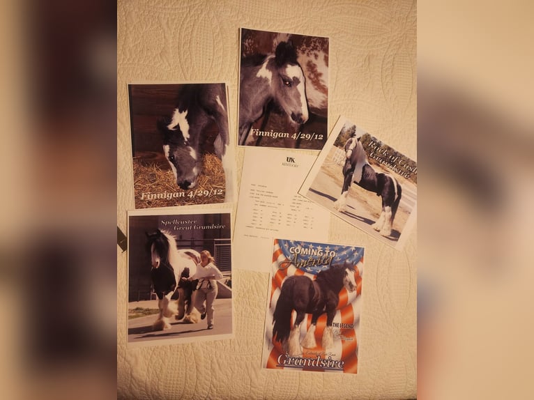 Cob Irlandese / Tinker / Gypsy Vanner Castrone 13 Anni 145 cm Tobiano-tutti i colori in San Antonio TX