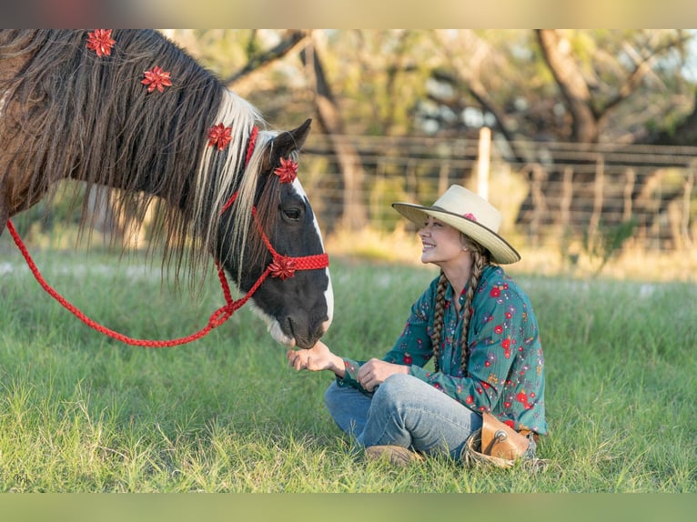 Cob Irlandese / Tinker / Gypsy Vanner Castrone 13 Anni 145 cm Tobiano-tutti i colori in San Antonio TX