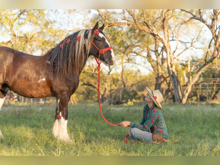 Cob Irlandese / Tinker / Gypsy Vanner Castrone 13 Anni 145 cm Tobiano-tutti i colori in San Antonio TX