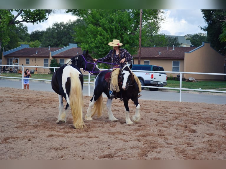 Cob Irlandese / Tinker / Gypsy Vanner Castrone 13 Anni 145 cm Tobiano-tutti i colori in San Antonio TX