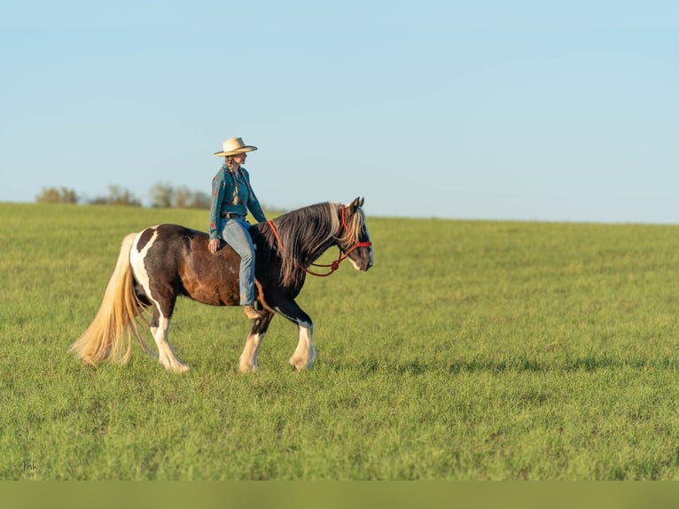 Cob Irlandese / Tinker / Gypsy Vanner Castrone 13 Anni 145 cm Tobiano-tutti i colori in San Antonio TX