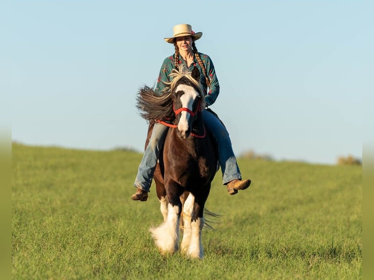 Cob Irlandese / Tinker / Gypsy Vanner Castrone 13 Anni 145 cm Tobiano-tutti i colori in San Antonio TX