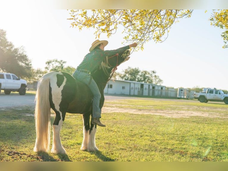 Cob Irlandese / Tinker / Gypsy Vanner Castrone 13 Anni 145 cm Tobiano-tutti i colori in San Antonio TX