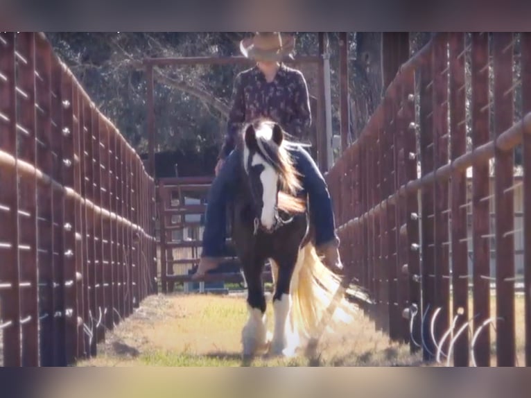 Cob Irlandese / Tinker / Gypsy Vanner Castrone 13 Anni 145 cm Tobiano-tutti i colori in San Antonio TX