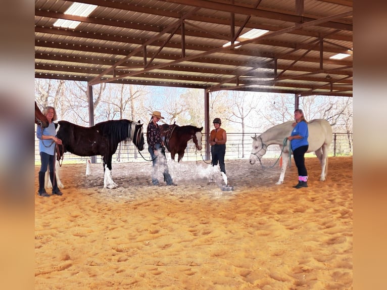 Cob Irlandese / Tinker / Gypsy Vanner Castrone 13 Anni 145 cm Tobiano-tutti i colori in San Antonio TX