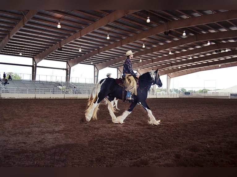 Cob Irlandese / Tinker / Gypsy Vanner Castrone 13 Anni 145 cm Tobiano-tutti i colori in San Antonio TX