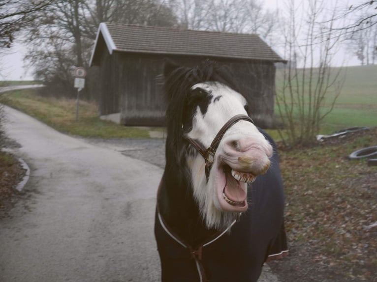 Cob Irlandese / Tinker / Gypsy Vanner Castrone 13 Anni 146 cm Sabino in Küps