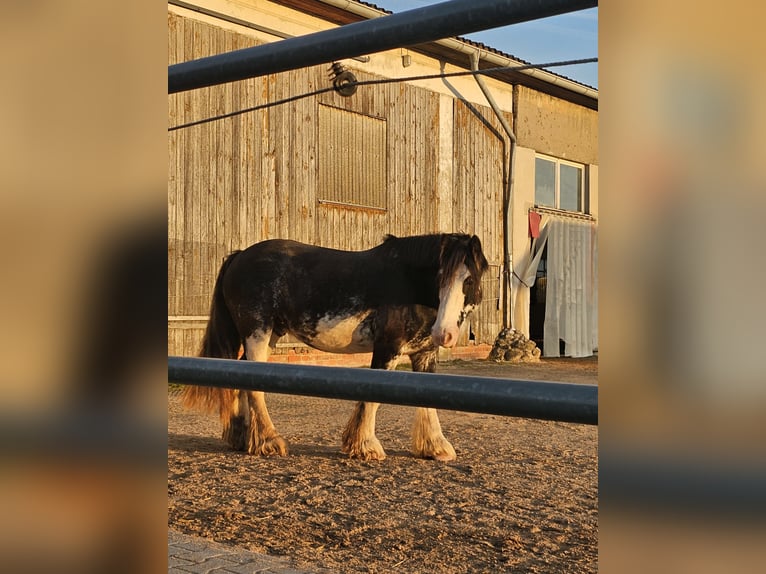 Cob Irlandese / Tinker / Gypsy Vanner Castrone 13 Anni 146 cm Sabino in Küps