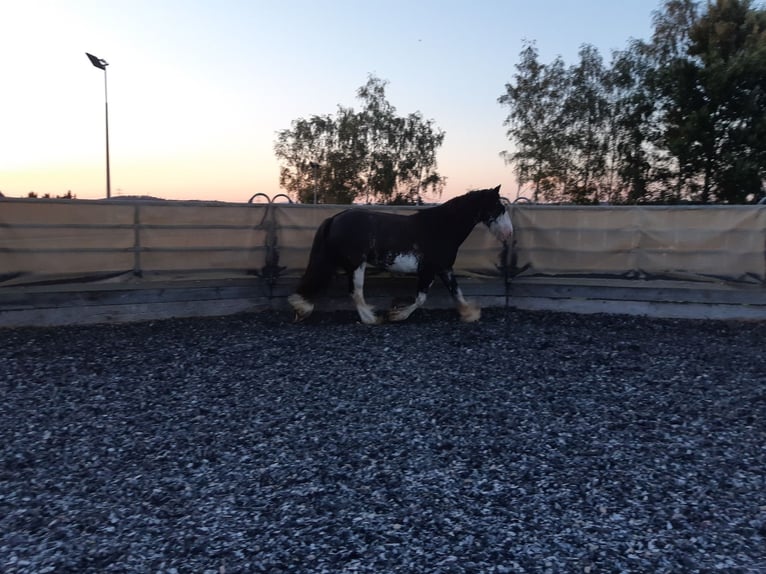 Cob Irlandese / Tinker / Gypsy Vanner Castrone 13 Anni 146 cm Sabino in Küps