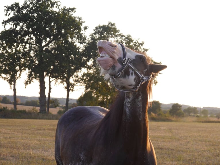 Cob Irlandese / Tinker / Gypsy Vanner Castrone 13 Anni 146 cm Sabino in Küps