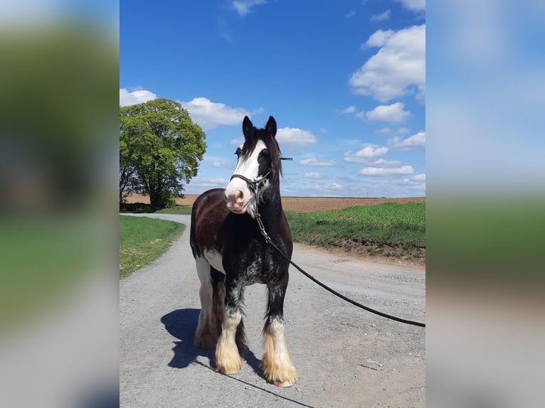 Cob Irlandese / Tinker / Gypsy Vanner Castrone 13 Anni 146 cm Sabino in Küps