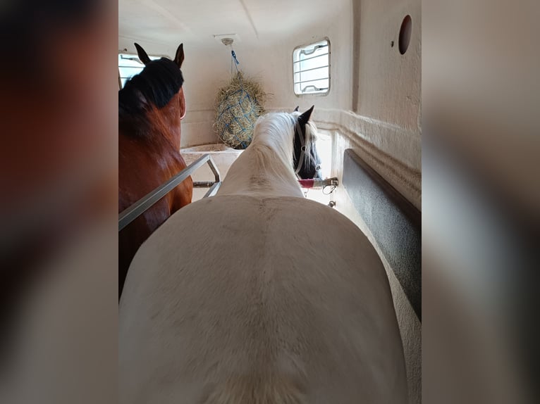 Cob Irlandese / Tinker / Gypsy Vanner Castrone 13 Anni 147 cm Tobiano-tutti i colori in strmilov