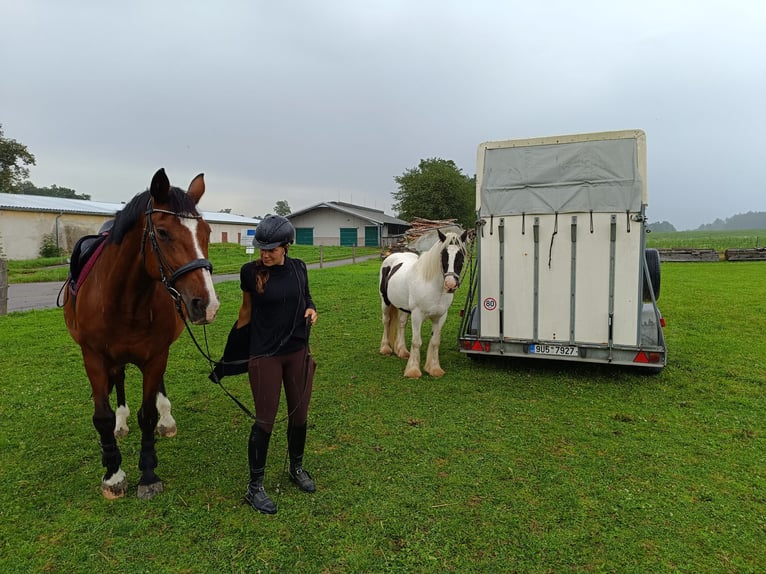 Cob Irlandese / Tinker / Gypsy Vanner Castrone 13 Anni 147 cm Tobiano-tutti i colori in strmilov