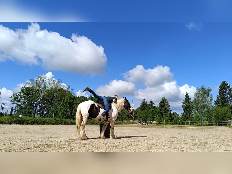 Cob Irlandese / Tinker / Gypsy Vanner Castrone 13 Anni 147 cm Tobiano-tutti i colori in strmilov