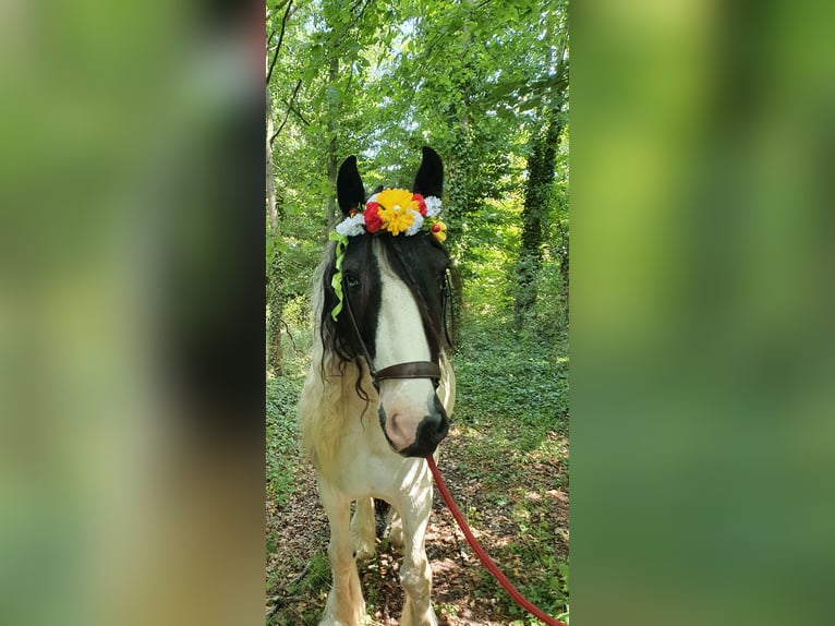 Cob Irlandese / Tinker / Gypsy Vanner Castrone 13 Anni 151 cm Pezzato in Ennigerloh