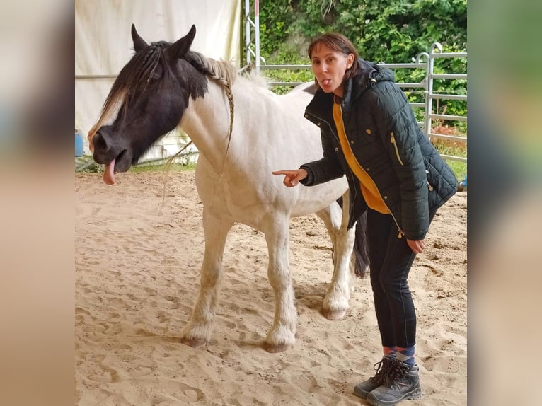 Cob Irlandese / Tinker / Gypsy Vanner Castrone 13 Anni 151 cm Pezzato in Ennigerloh