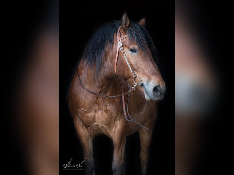 Cob Irlandese / Tinker / Gypsy Vanner Mix Castrone 13 Anni 152 cm Baio in Ebersbach-Musbach