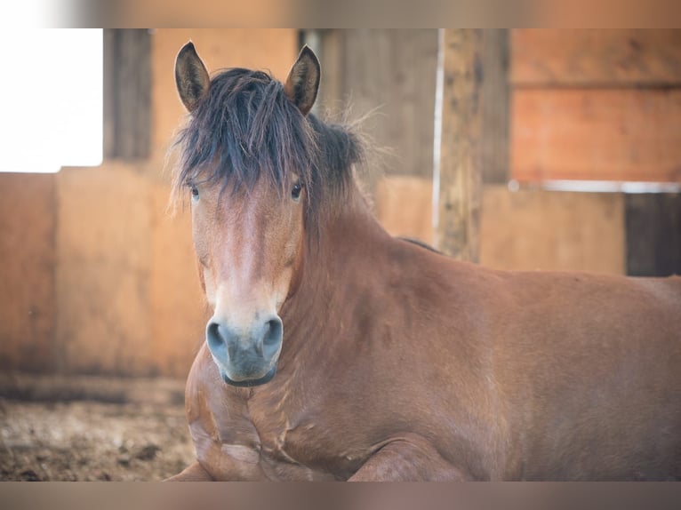 Cob Irlandese / Tinker / Gypsy Vanner Mix Castrone 13 Anni 152 cm Baio in Ebersbach-Musbach