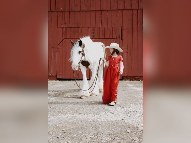 Cob Irlandese / Tinker / Gypsy Vanner Castrone 13 Anni 152 cm Sauro scuro in Mt. Hope, AL