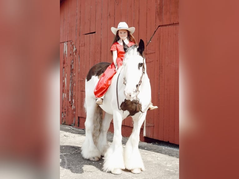 Cob Irlandese / Tinker / Gypsy Vanner Castrone 13 Anni 152 cm Sauro scuro in Mt. Hope, AL