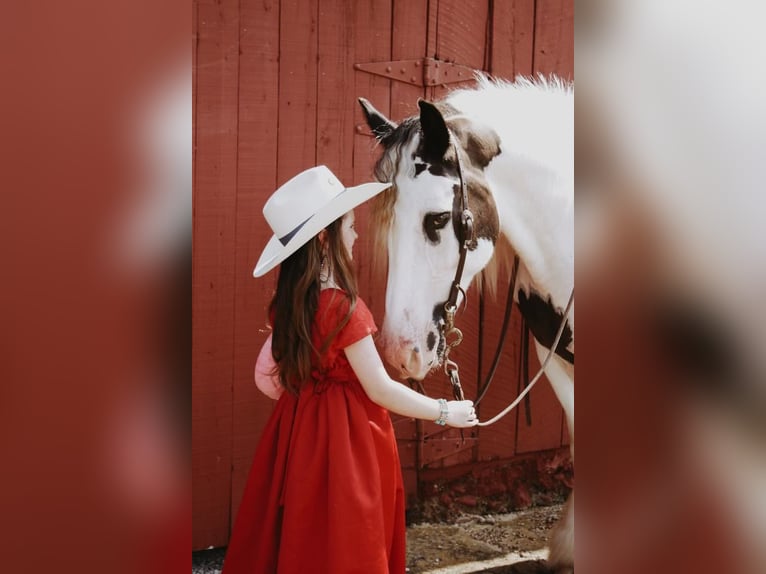 Cob Irlandese / Tinker / Gypsy Vanner Castrone 13 Anni 152 cm Sauro scuro in Mt. Hope, AL