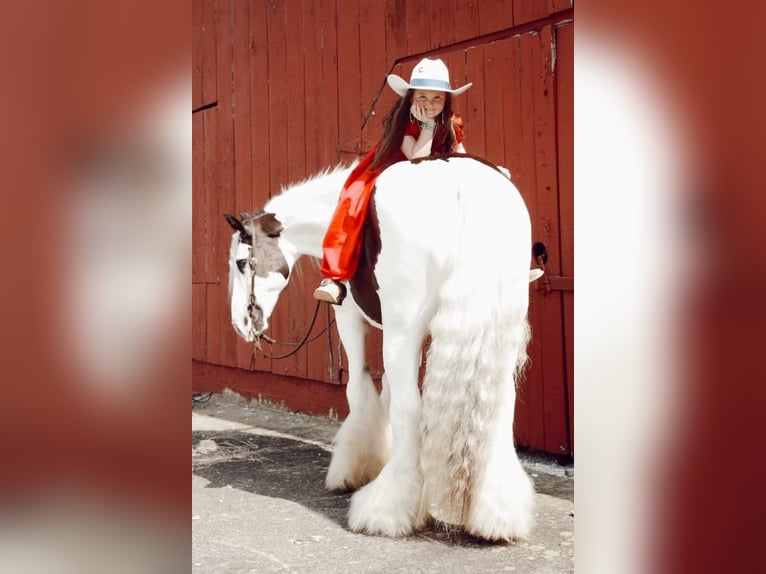 Cob Irlandese / Tinker / Gypsy Vanner Castrone 13 Anni 152 cm Sauro scuro in Mt. Hope, AL