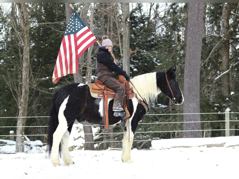 Cob Irlandese / Tinker / Gypsy Vanner Mix Castrone 13 Anni 152 cm Tobiano-tutti i colori in Clarion, PA