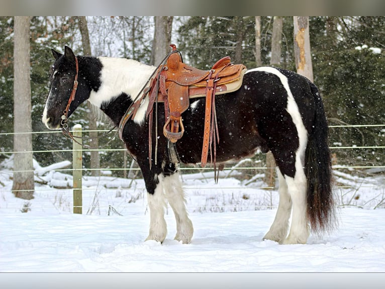 Cob Irlandese / Tinker / Gypsy Vanner Mix Castrone 13 Anni 152 cm Tobiano-tutti i colori in Clarion, PA