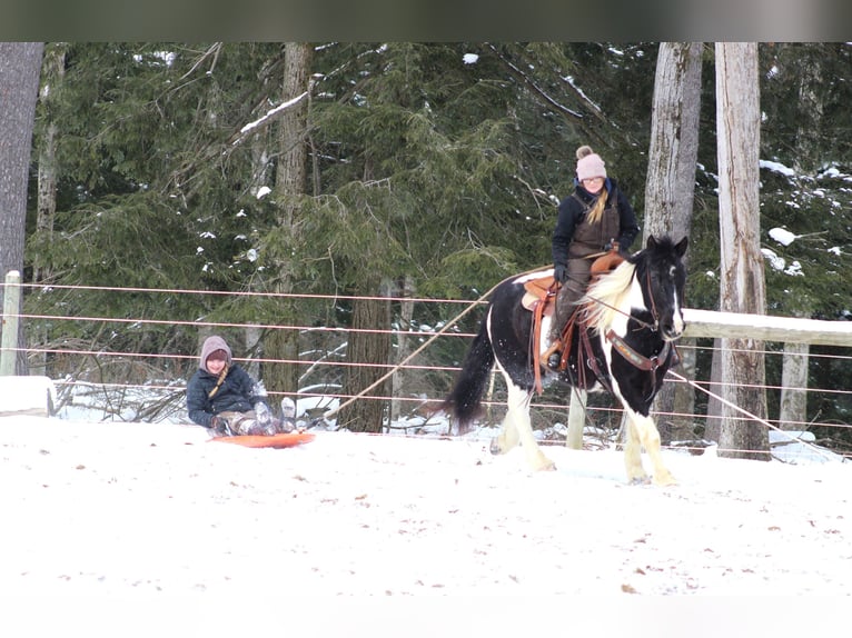 Cob Irlandese / Tinker / Gypsy Vanner Mix Castrone 13 Anni 152 cm Tobiano-tutti i colori in Clarion, PA