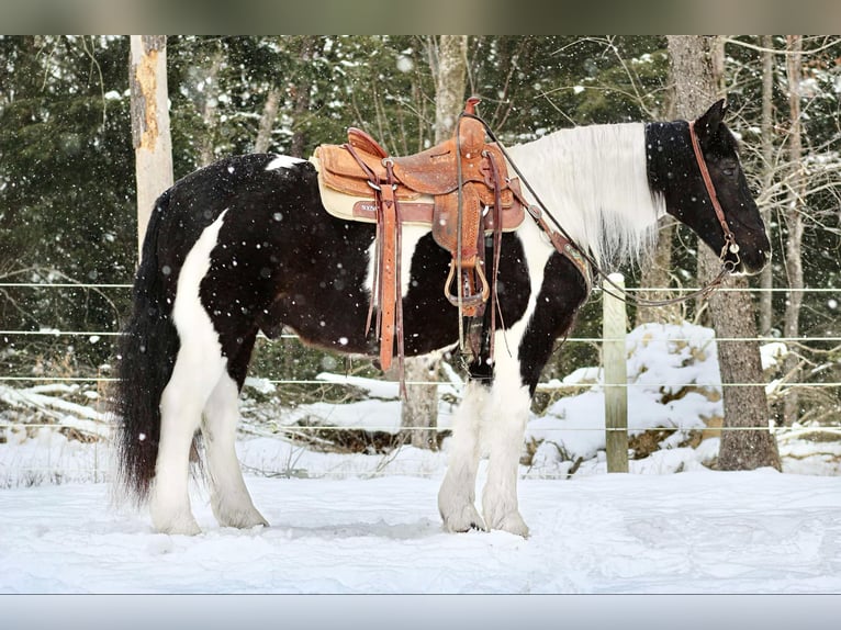 Cob Irlandese / Tinker / Gypsy Vanner Mix Castrone 13 Anni 152 cm Tobiano-tutti i colori in Clarion, PA