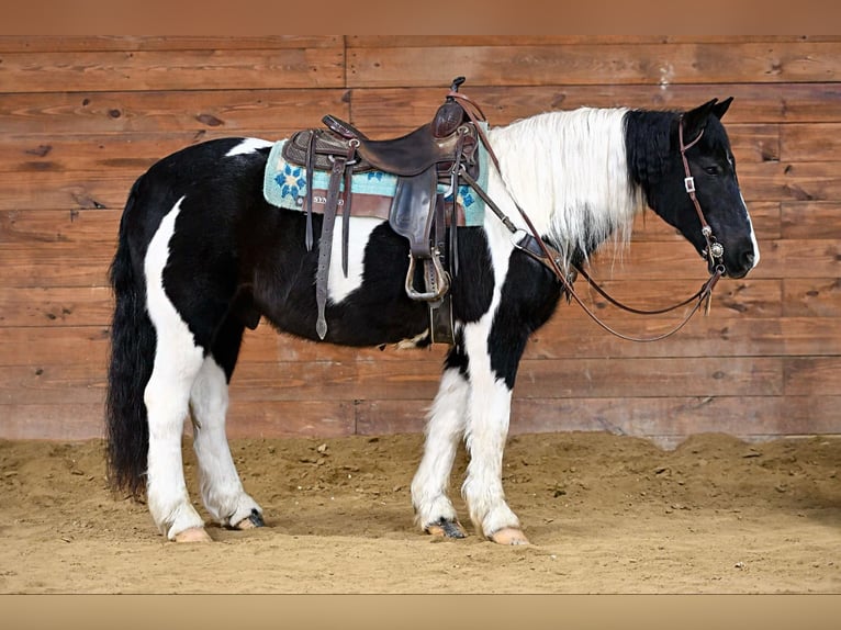 Cob Irlandese / Tinker / Gypsy Vanner Mix Castrone 13 Anni 152 cm Tobiano-tutti i colori in Clarion, PA