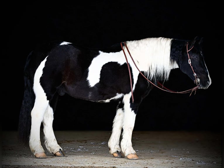 Cob Irlandese / Tinker / Gypsy Vanner Mix Castrone 13 Anni 152 cm Tobiano-tutti i colori in Clarion, PA