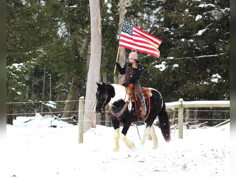 Cob Irlandese / Tinker / Gypsy Vanner Mix Castrone 13 Anni 152 cm Tobiano-tutti i colori in Clarion, PA