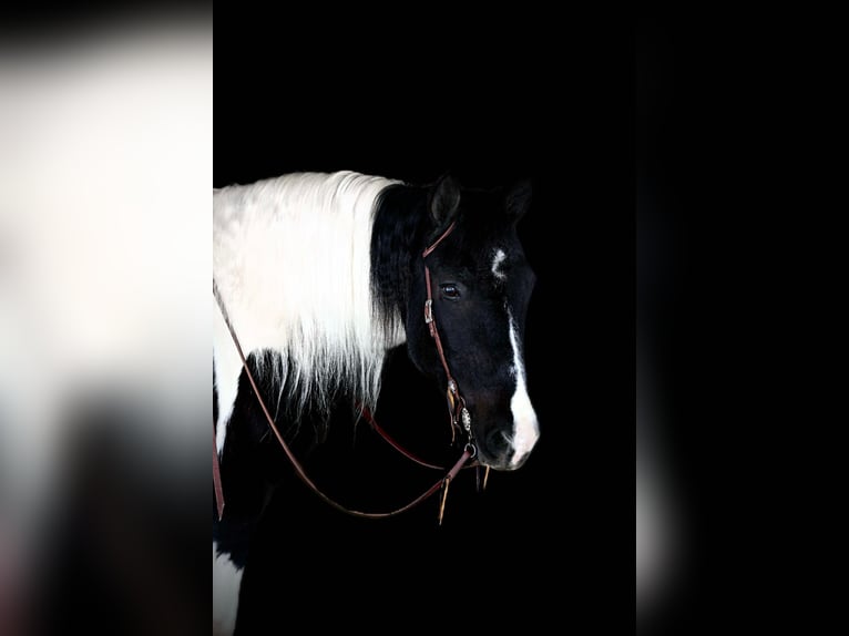 Cob Irlandese / Tinker / Gypsy Vanner Mix Castrone 13 Anni 152 cm Tobiano-tutti i colori in Clarion, PA