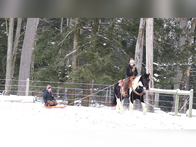 Cob Irlandese / Tinker / Gypsy Vanner Mix Castrone 13 Anni 152 cm Tobiano-tutti i colori in Clarion, PA