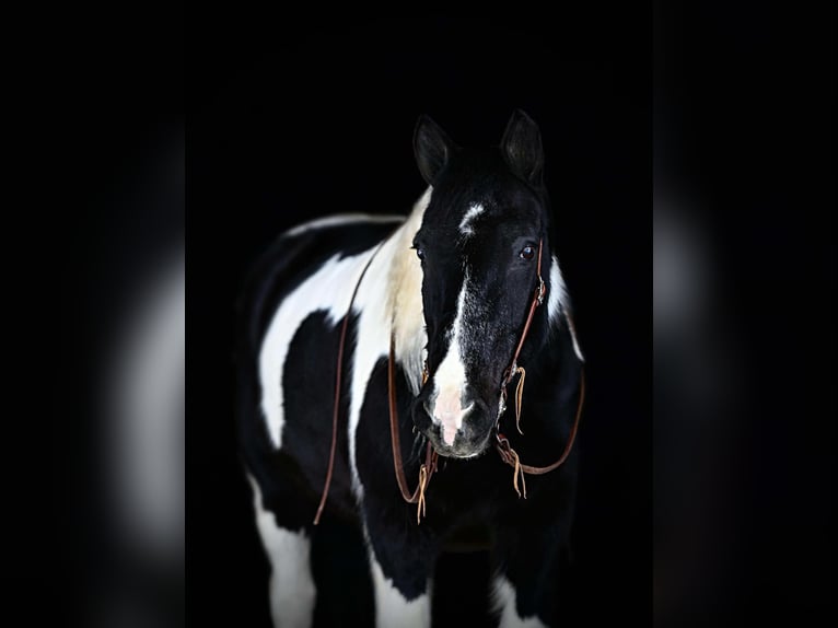 Cob Irlandese / Tinker / Gypsy Vanner Mix Castrone 13 Anni 152 cm Tobiano-tutti i colori in Clarion, PA