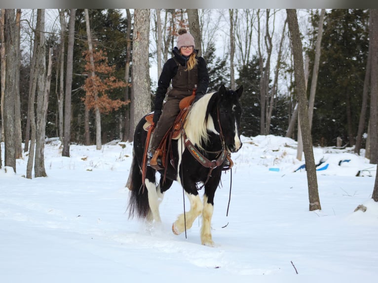 Cob Irlandese / Tinker / Gypsy Vanner Mix Castrone 13 Anni 152 cm Tobiano-tutti i colori in Clarion, PA