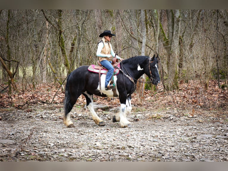 Cob Irlandese / Tinker / Gypsy Vanner Castrone 13 Anni 160 cm Tobiano-tutti i colori in Flemingsburg Ky