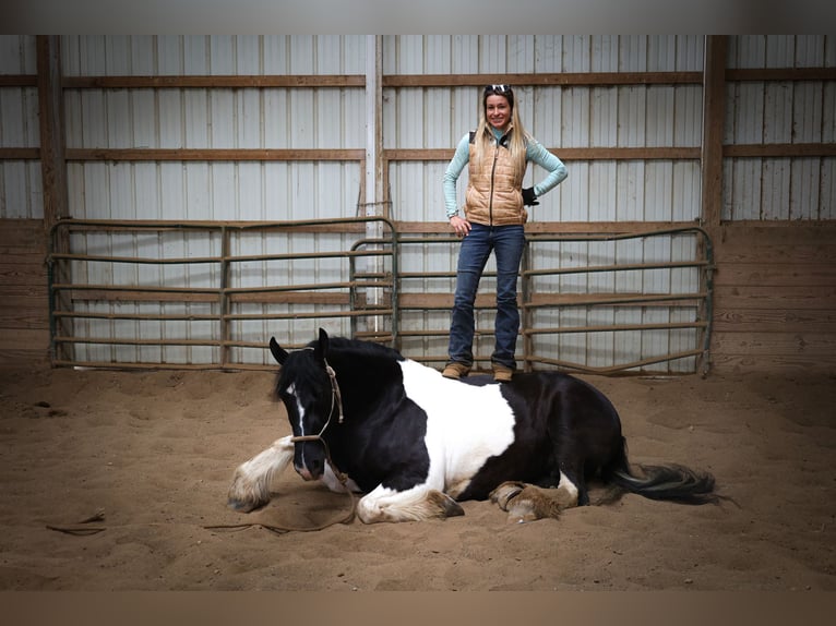 Cob Irlandese / Tinker / Gypsy Vanner Castrone 13 Anni 160 cm Tobiano-tutti i colori in Flemingsburg Ky