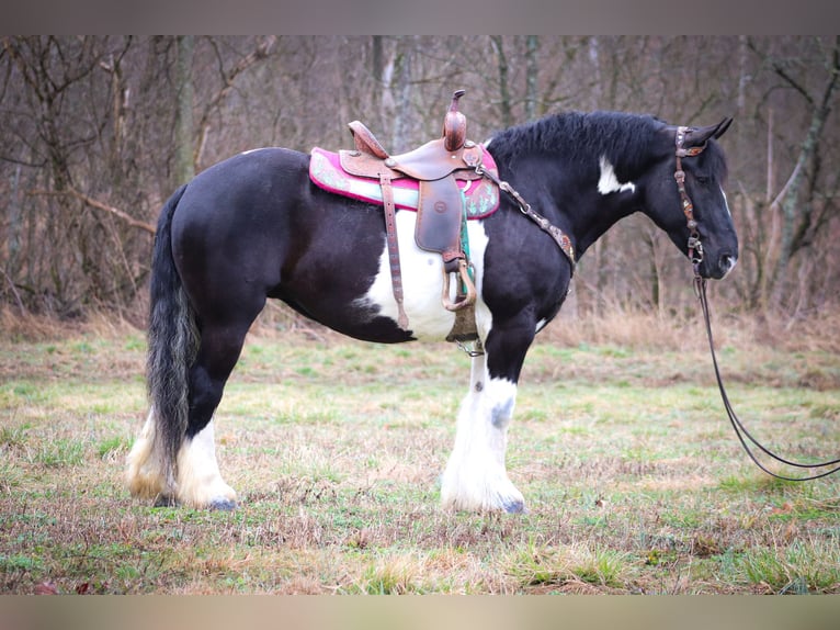 Cob Irlandese / Tinker / Gypsy Vanner Castrone 13 Anni 160 cm Tobiano-tutti i colori in Flemingsburg Ky