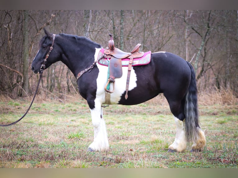 Cob Irlandese / Tinker / Gypsy Vanner Castrone 13 Anni 160 cm Tobiano-tutti i colori in Flemingsburg Ky