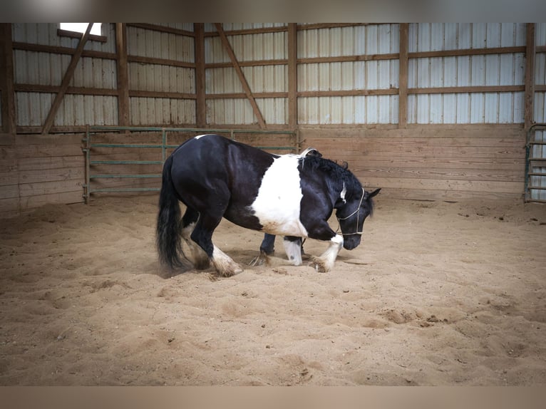 Cob Irlandese / Tinker / Gypsy Vanner Castrone 13 Anni 160 cm Tobiano-tutti i colori in Flemingsburg Ky