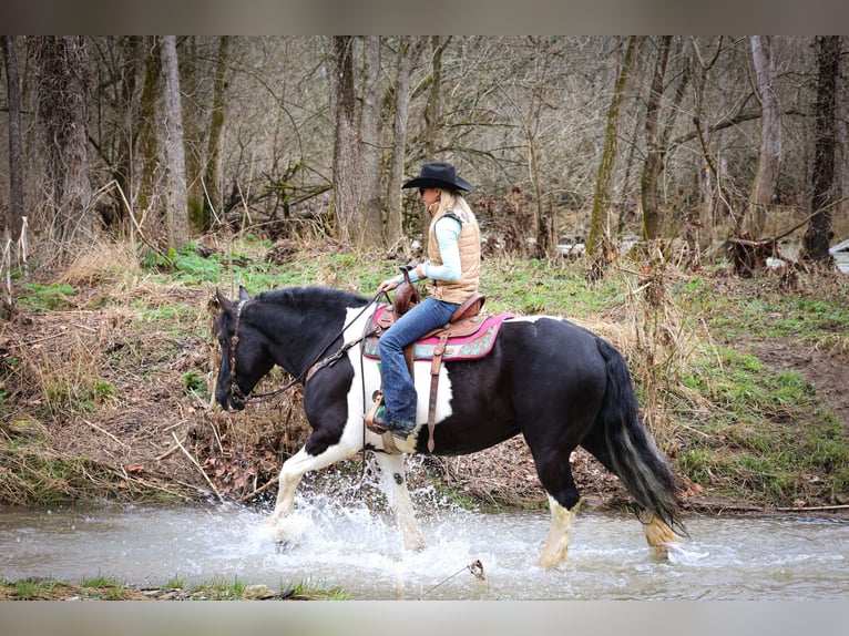 Cob Irlandese / Tinker / Gypsy Vanner Castrone 13 Anni 160 cm Tobiano-tutti i colori in Flemingsburg Ky