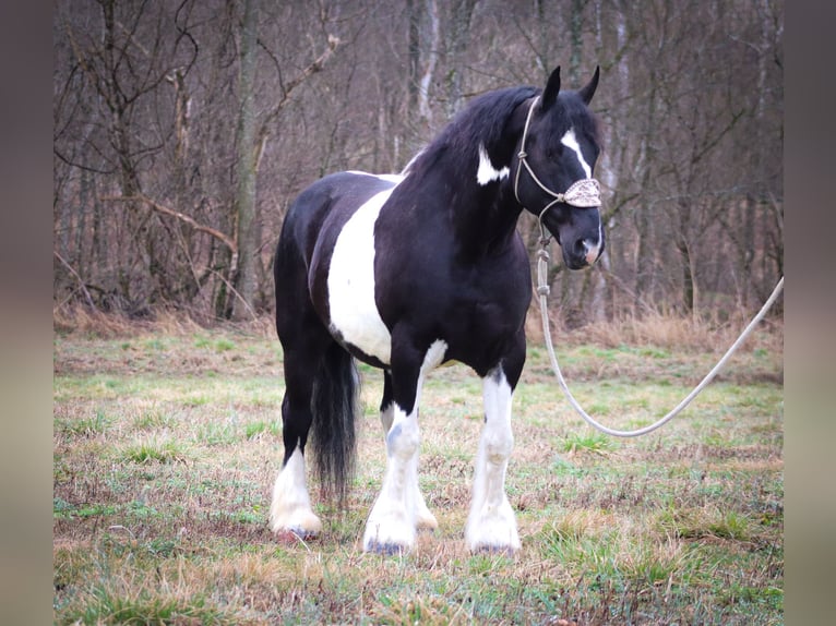 Cob Irlandese / Tinker / Gypsy Vanner Castrone 13 Anni 160 cm Tobiano-tutti i colori in Flemingsburg Ky