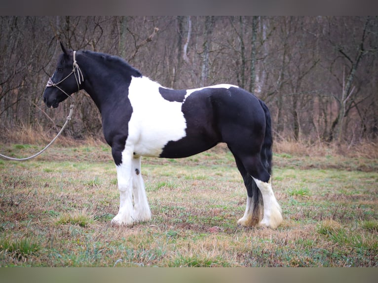 Cob Irlandese / Tinker / Gypsy Vanner Castrone 13 Anni 160 cm Tobiano-tutti i colori in Flemingsburg Ky