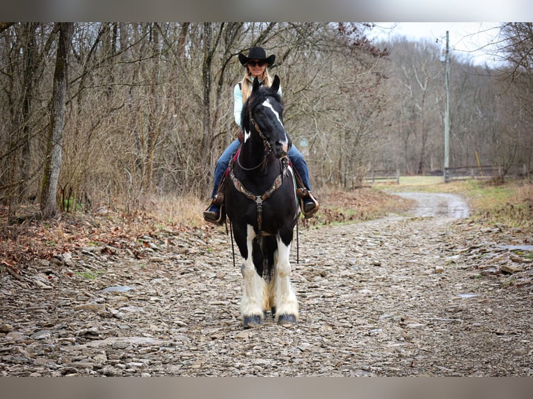 Cob Irlandese / Tinker / Gypsy Vanner Castrone 13 Anni 160 cm Tobiano-tutti i colori in Flemingsburg Ky