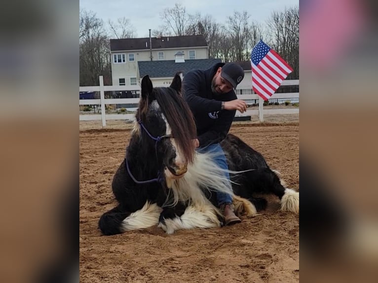 Cob Irlandese / Tinker / Gypsy Vanner Castrone 13 Anni Tobiano-tutti i colori in Monroe Township, NJ