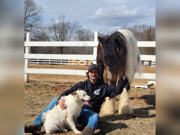 Cob Irlandese / Tinker / Gypsy Vanner Castrone 13 Anni Tobiano-tutti i colori in Monroe Township, NJ